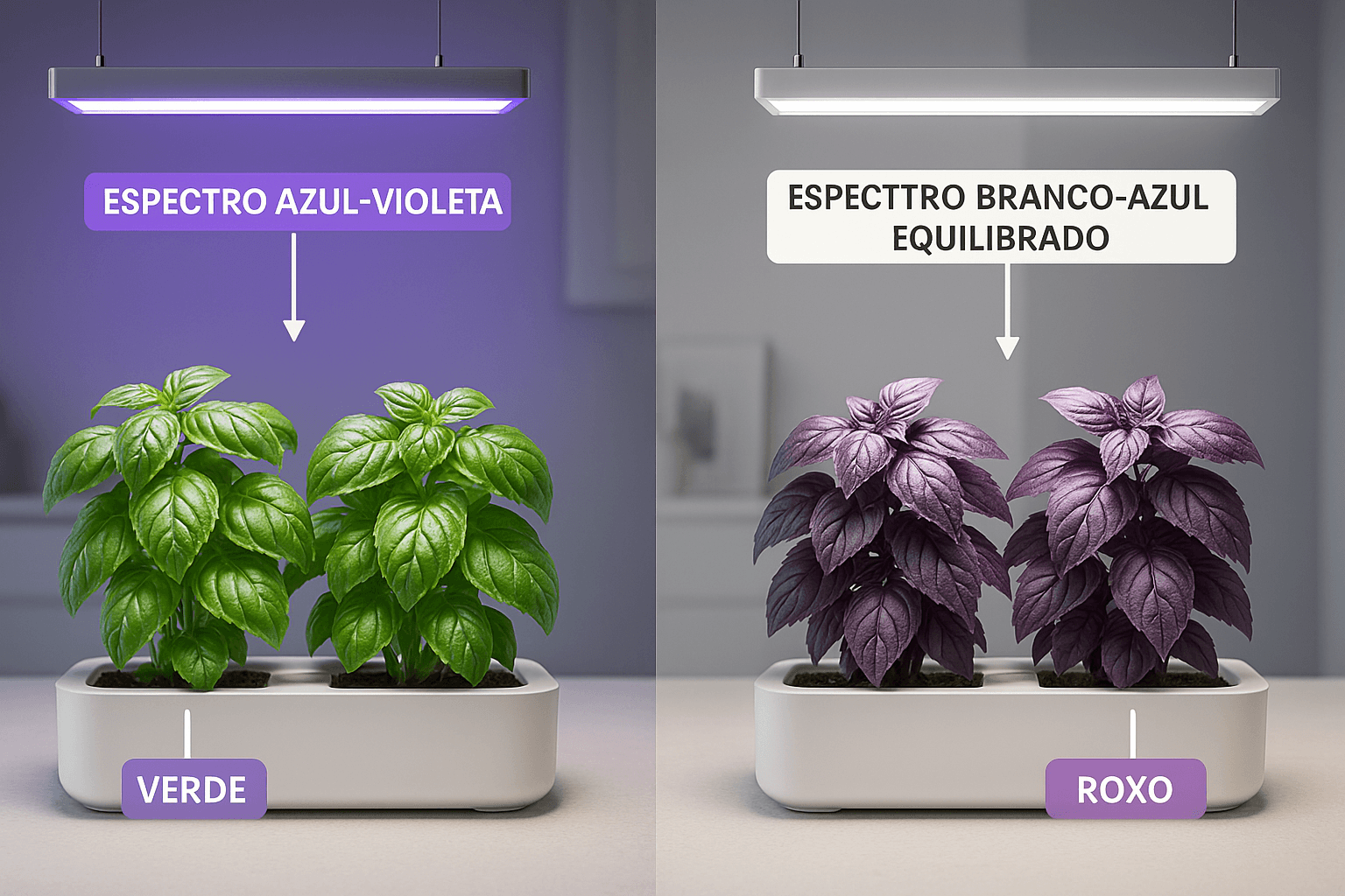 manjericao roxo